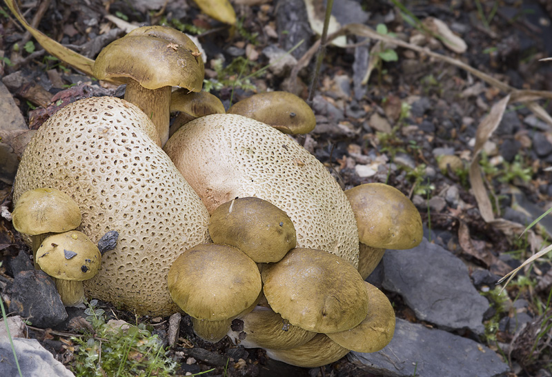 Pseudoboletus parasiticus